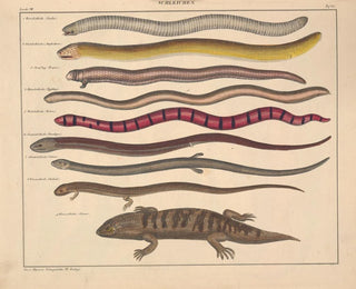 Illustrations of the General Natural History of Oken for all states Pl110 - Lorenz Oken — artwork view