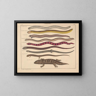 Illustrations of the General Natural History of Oken for all states Pl110 - Lorenz Oken — framed artwork on a wall