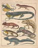 Illustrations for the General Natural History of Oken for all classes Pl111 - Lorenz Oken — artwork view