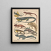 Illustrations for the General Natural History of Oken for all classes Pl111 - Lorenz Oken — framed artwork on a wall