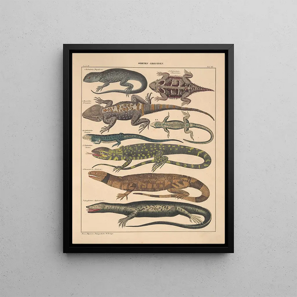 Illustrations for the General Natural History of Oken for all classes Pl112 - Lorenz Oken — framed artwork on a wall