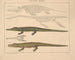 Illustrations of the General Natural History of Oken for all states Pl. 113 - Lorenz Oken — artwork view