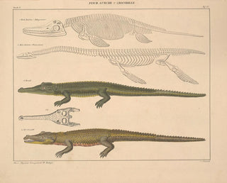 Illustrations of the General Natural History of Oken for all states Pl. 113 - Lorenz Oken — artwork view