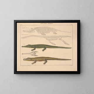 Illustrations of the General Natural History of Oken for all states Pl. 113 - Lorenz Oken — framed artwork on a wall