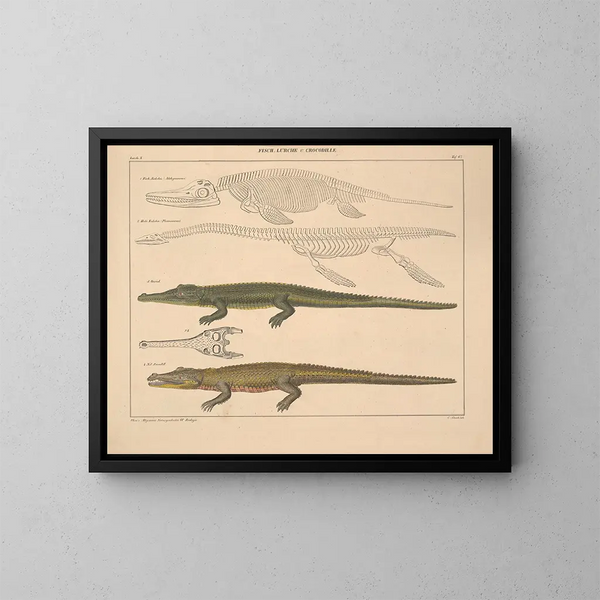 Illustrations of the General Natural History of Oken for all states Pl. 113 - Lorenz Oken — framed artwork on a wall