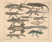 Illustrations of the General Natural History of Oken for all states Pl114 - Lorenz Oken — artwork view