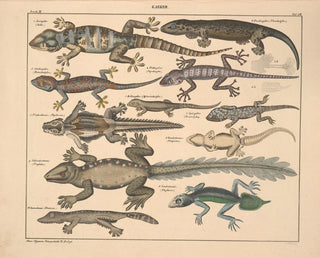 Illustrations of the General Natural History of Oken for all states Pl114 - Lorenz Oken — artwork view