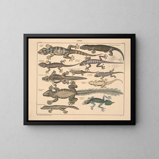 Illustrations of the General Natural History of Oken for all states Pl114 - Lorenz Oken — framed artwork on a wall