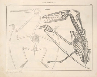 Illustrations of the General Natural History of Oken for all states Pl115 - Lorenz Oken — artwork view