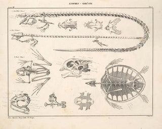 Illustrations de l'Histoire naturelle générale d'Oken pour tous les états Pl116 - Lorenz Oken — artwork view