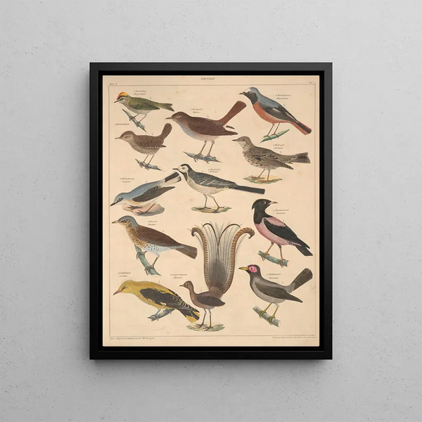 Illustrations for the General Natural History of Oken for all classes Pl118 - Lorenz Oken — framed artwork on a wall