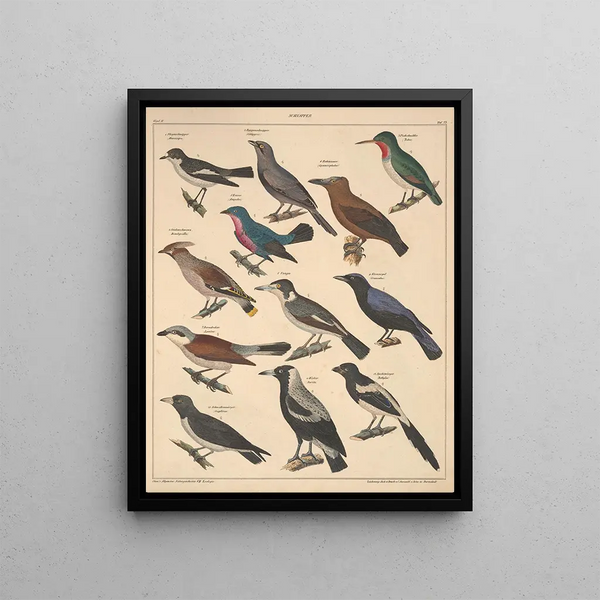 Illustrations for the General Natural History of Oken for all classes Pl119 - Lorenz Oken — framed artwork on a wall