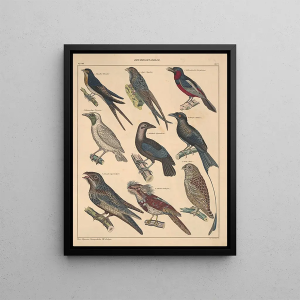 Illustrations for the General Natural History of Oken for all classes Pl120 - Lorenz Oken — framed artwork on a wall