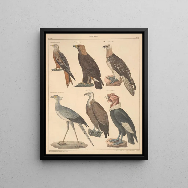 Illustrations for the General Natural History of Oken for all classes Pl121 - Lorenz Oken — framed artwork on a wall