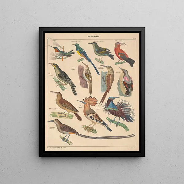 Illustrations for the General Natural History of Oken for all classes Pl122 - Lorenz Oken — framed artwork on a wall