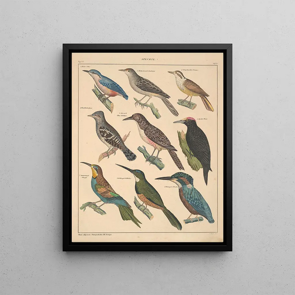 Illustrations for the General Natural History of Oken for all classes Pl123 - Lorenz Oken — framed artwork on a wall