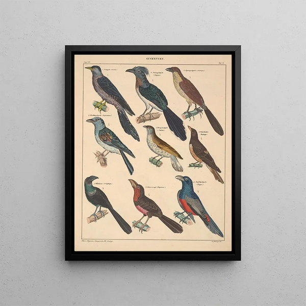 Illustrations for the General Natural History of Oken for all classes Pl124 - Lorenz Oken — framed artwork on a wall