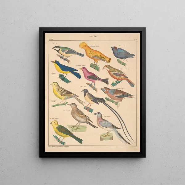 Illustrations for the General Natural History of Oken for all classes Pl125 - Lorenz Oken — framed artwork on a wall