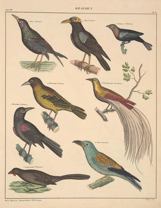 Lorenz Oken - Abbildungen zu Okens Allgemeiner Naturgeschichte fr alle Stnde Pl126.webp