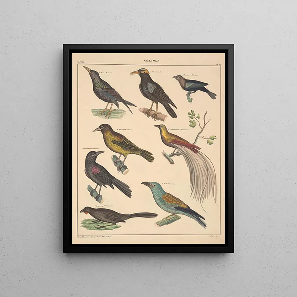 Illustrations for the General Natural History of Oken for all classes Pl126 - Lorenz Oken — framed artwork on a wall
