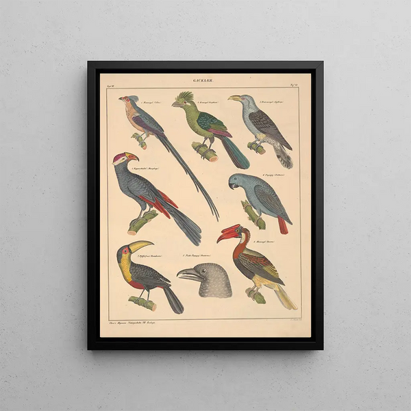 Illustrations for the General Natural History of Oken for all classes Pl127 - Lorenz Oken — framed artwork on a wall