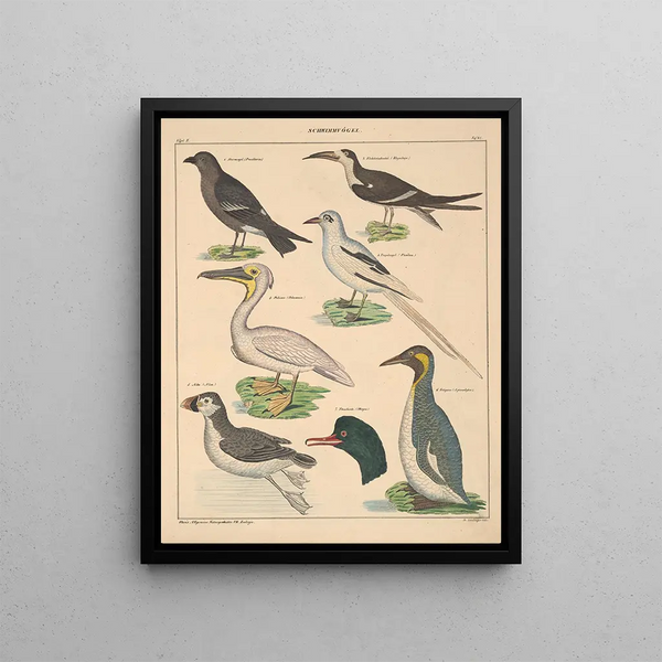 Illustrations for the General Natural History of Oken for all classes Pl128 - Lorenz Oken — framed artwork on a wall