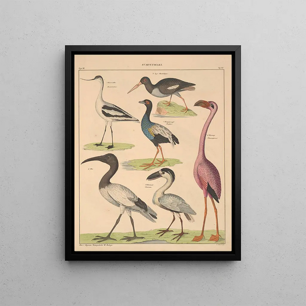 Illustrations for the General Natural History of Oken for all classes Pl129 - Lorenz Oken — framed artwork on a wall