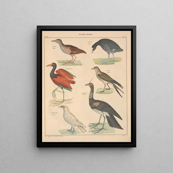 Illustrations for the General Natural History of Oken for all classes Pl130 - Lorenz Oken — framed artwork on a wall