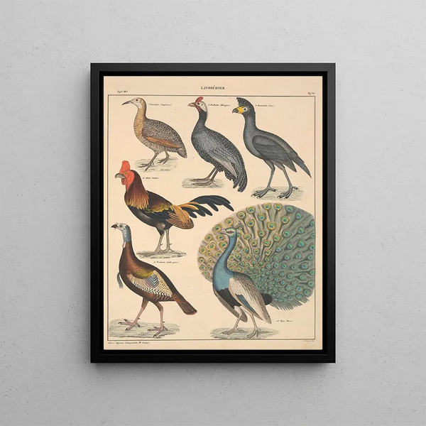 Illustrations for the General Natural History of Oken for all classes Pl131 - Lorenz Oken — framed artwork on a wall