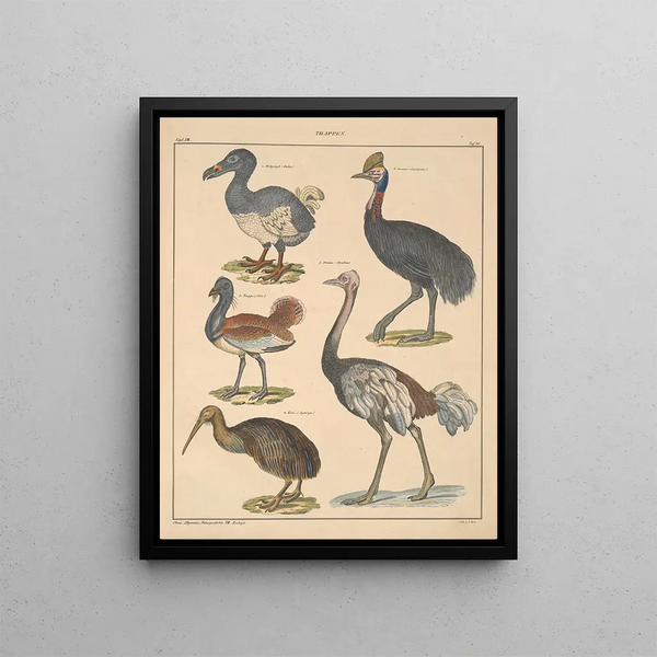 Illustrations for the General Natural History of Oken for all classes Pl132 - Lorenz Oken — framed artwork on a wall