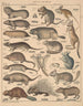 Illustrations for the General Natural History of Oken for all classes Pl133 - Lorenz Oken — artwork view