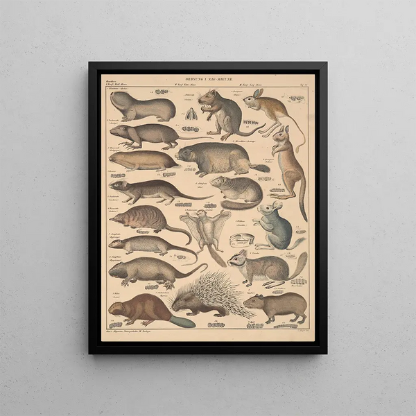 Illustrations for the General Natural History of Oken for all classes Pl133 - Lorenz Oken — framed artwork on a wall