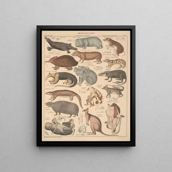 Illustrations for the General Natural History of Oken for all classes Pl134 - Lorenz Oken — framed artwork on a wall