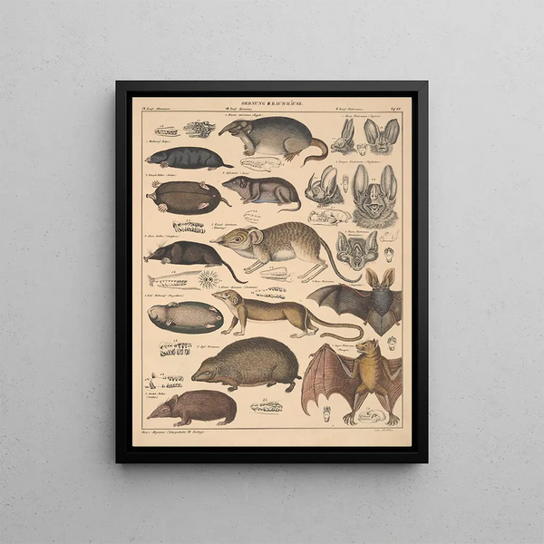 Illustrations for the General Natural History of Oken for all classes Pl135 - Lorenz Oken — framed artwork on a wall