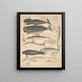 Illustrations for the General Natural History of Oken for all classes Pl136 - Lorenz Oken — framed artwork on a wall