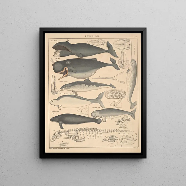 Illustrations for the General Natural History of Oken for all classes Pl136 - Lorenz Oken — framed artwork on a wall