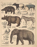 Illustrations for the General Natural History of Oken for all classes Pl137 - Lorenz Oken — artwork view