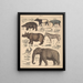 Illustrations for the General Natural History of Oken for all classes Pl137 - Lorenz Oken — framed artwork on a wall