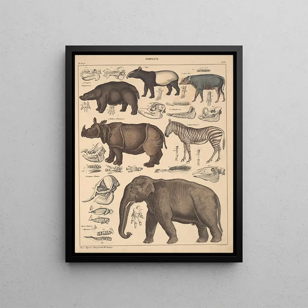 Illustrations for the General Natural History of Oken for all classes Pl137 - Lorenz Oken — framed artwork on a wall