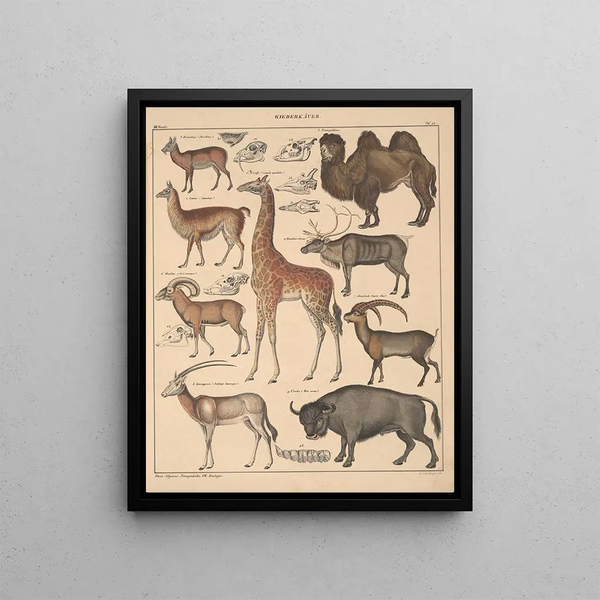 Illustrations for the General Natural History of Oken for all classes Pl138 - Lorenz Oken — framed artwork on a wall