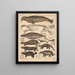 Illustrations for the General Natural History of Oken for all classes Pl139 - Lorenz Oken — framed artwork on a wall