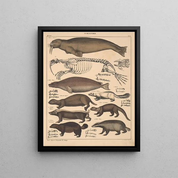 Illustrations for the General Natural History of Oken for all classes Pl139 - Lorenz Oken — framed artwork on a wall