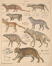 Illustrations for the General Natural History of Oken for all classes Pl140 - Lorenz Oken — artwork view