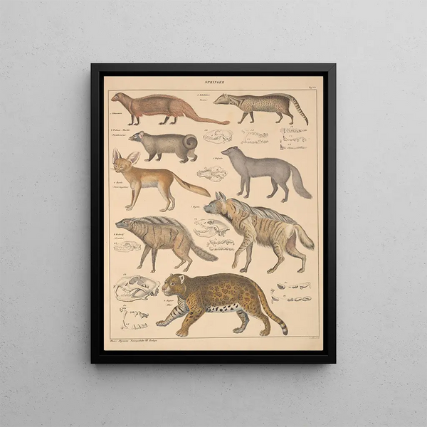 Illustrations for the General Natural History of Oken for all classes Pl140 - Lorenz Oken — framed artwork on a wall