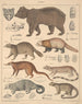 Illustrations for the General Natural History of Oken for all classes Pl141 - Lorenz Oken — artwork view