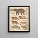 Illustrations for the General Natural History of Oken for all classes Pl141 - Lorenz Oken — framed artwork on a wall