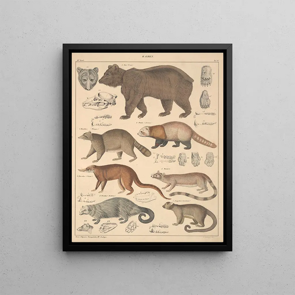 Illustrations for the General Natural History of Oken for all classes Pl141 - Lorenz Oken — framed artwork on a wall