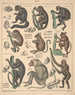 Illustrations for the General Natural History of Oken for all classes Pl142 - Lorenz Oken — artwork view