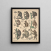 Illustrations for the General Natural History of Oken for all classes Pl142 - Lorenz Oken — framed artwork on a wall