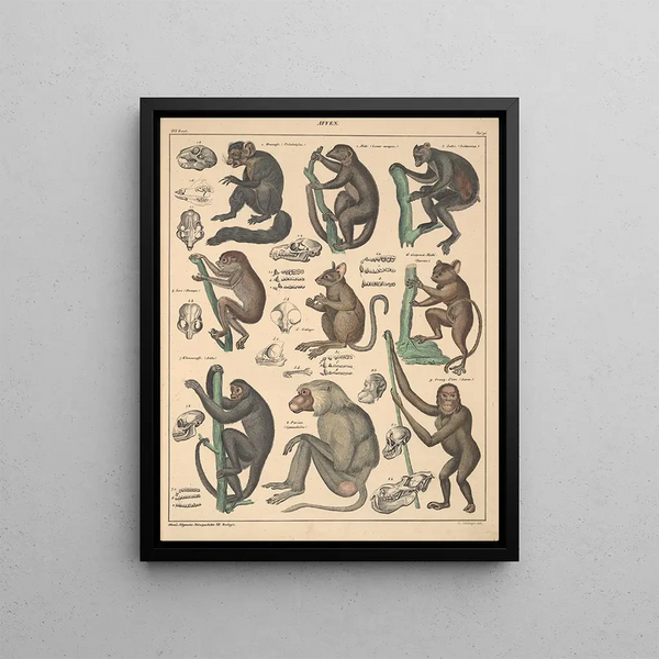 Illustrations for the General Natural History of Oken for all classes Pl142 - Lorenz Oken — framed artwork on a wall